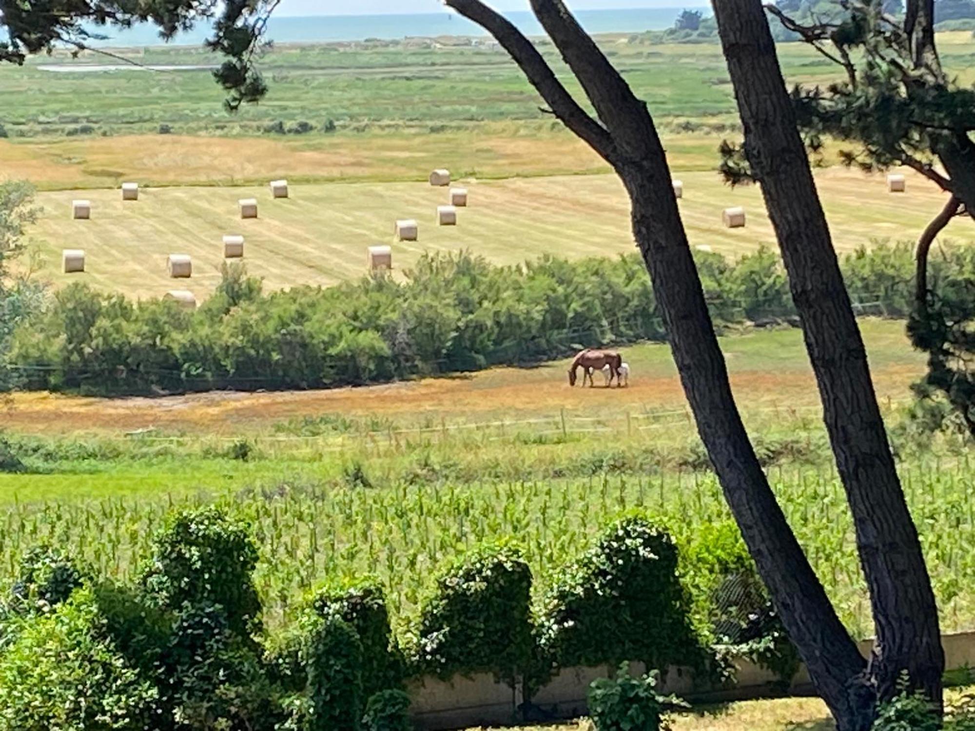 Villa Vieilles Vignes Vue Mer Billiers 外观 照片